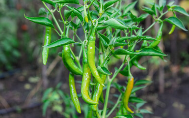 Fototapeta premium Green chili peppers hang from thriving plant, surrounded by lush leaves in a sunlit garden. Blurred background hints at rich soil and natural vegetation in an outdoor setting