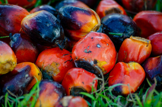 Close up of ripe red oil palm fruit after harvest. Plantation concept.