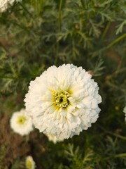 Close up shot of white Marigold Daizy Bijlee flower.