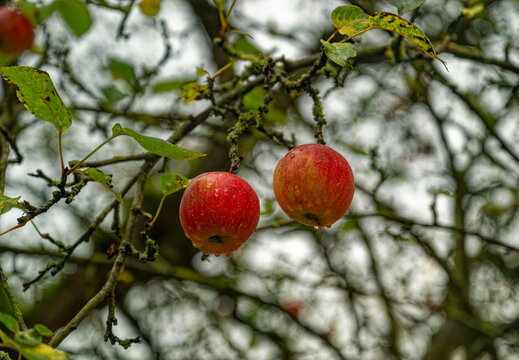 The last two red winter apples on the tree