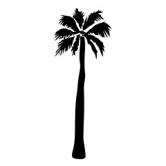Tall black silhouette of a tropical palm tree isolated against a plain white background