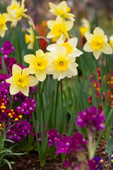 Obraz premium スイセンの花壇