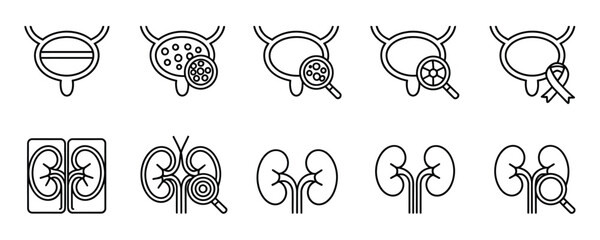 Kidney anatomy illustrations for medical education