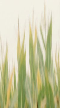 Artistic soft focus background of maize crops. Intentional camera movement creating vertical lines. Farming and nature texture concept.