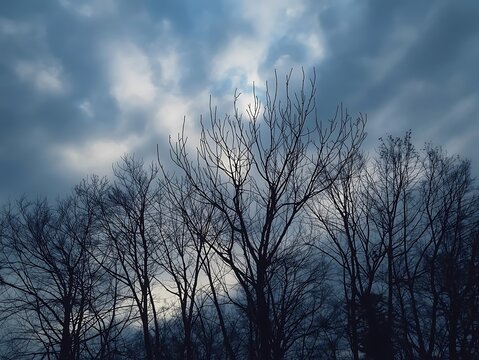 Dramatic cloudy sky with bare trees silhouetted in dark - Powered by Adobe