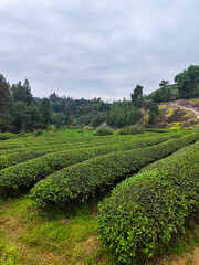Naklejka premium Vertical landscape of green tea plantation rows