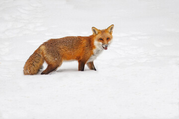 Obraz premium Red fox in the snow
