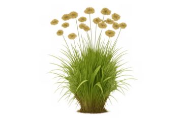 Lush green ornamental grass with golden yellow fluffy flowers blooming, appearing on a transparent background