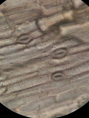 Microscopic Analysis of Stomata and Guard Cells on Tulip Petals