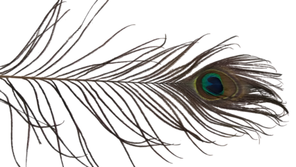 Peacock Feather Isolated on White Background