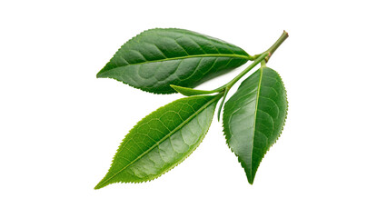 Fototapeta premium Fresh vibrant green tea leaves isolated on transparent background