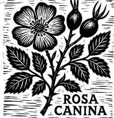 Dog Rose (Rosa canina) botanical illustration in vintage woodcut style. Black and white floral linocut featuring wild rose flower