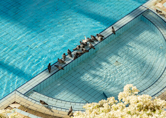 Birds pigeon gather on the edge of a swimming pool during the day under bright sunlight surrounded by water and flowers