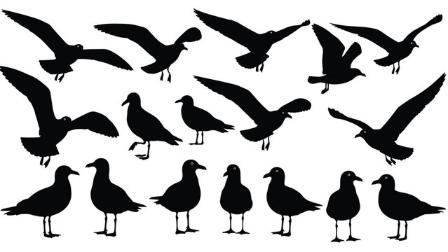 Black seagull silhouettes collection showing flying and standing birds isolated on white background vector illustration wildlife nature design elements set