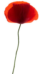 Pressed Poppy Flower