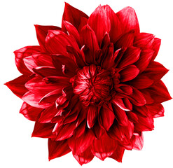 Red  dahlia. Flower on isolated background with clipping path.  For design.  Closeup.  Nature.