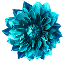 dahlia. Flower on isolated background with clipping path.  For design.  Closeup.  Nature.