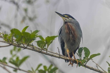 A heron with a blue cap, sharp beak, and pointed claws is perched on a tree branch.