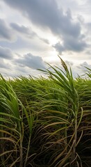 Sugarcane field under a cloudy sky, showcasing agricultural landscape and natural beauty.