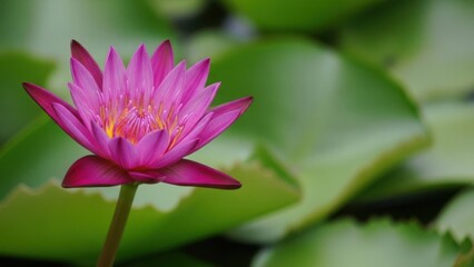 Beautiful pink lotus flower blooming in pond
