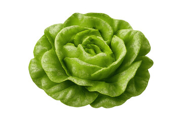 Obraz premium Fresh green butterhead lettuce head with crisp leaves, a healthy raw vegetable for organic dieting and salad preparation on transparent background