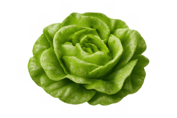 Fresh green butterhead lettuce head with crisp leaves, a healthy raw vegetable for organic dieting and salad preparation on transparent background