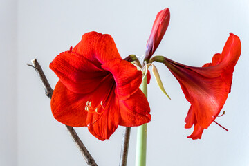 Roter Ritterstern (Amaryllis)