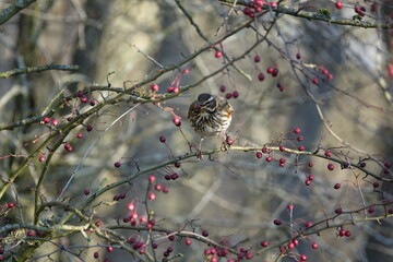 the redwing (Turdus iliacus) member of the thrush family visiting the UK during winter
