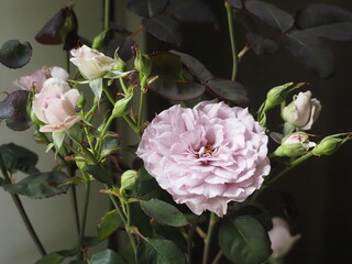 ラベンダー色のバラ　令の風