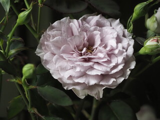 ラベンダー色のバラ　令の風