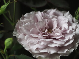 ラベンダー色のバラ　令の風