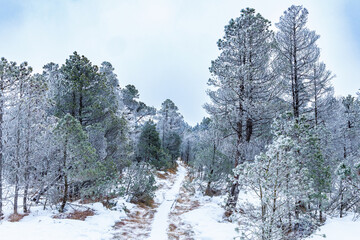 Winter hiking path through a frosted forest. Scenic wooden boardwalk covered in snow, surrounded by evergreen trees under a bright winter sky. Tranquil outdoor nature landscape