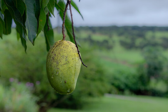 mango fruit - mangifera indica