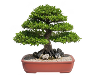 Carefully crafted bonsai tree in red pot isolated on transparent background