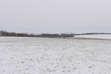 A snowy field with trees in the distance