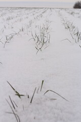 A close-up of some grass