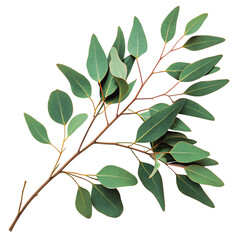 Fototapeta premium Realistic Eucalyptus Branch PNG – Botanical Greenery Isolated Transparent Background