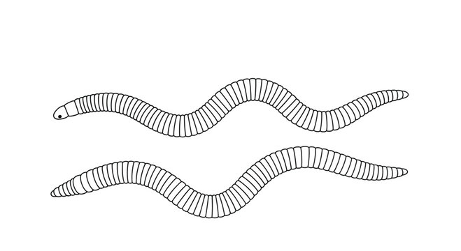 Simple line drawing of two segmented earthworms crawling on a plain white background for nature study illustrations.
