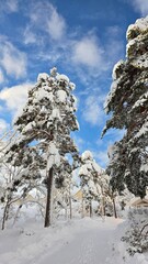 Snowy trees under blue sky in a winter landscape with clouds
