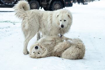 Two white livestock guardian dogs resting and playing on snowy rural ground, calm winter interaction expressing trust, companionship and quiet strength in cold countryside setting