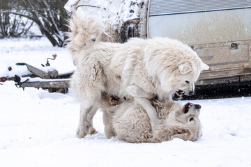 White livestock guardian dogs engaged in energetic play on snow near farm equipment, expressive rural winter scene capturing instinctive behavior and power