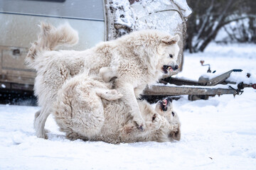 Power struggle between white livestock guardian dogs on snowy farmyard, raw winter moment revealing instinct, dominance and primal social dynamics