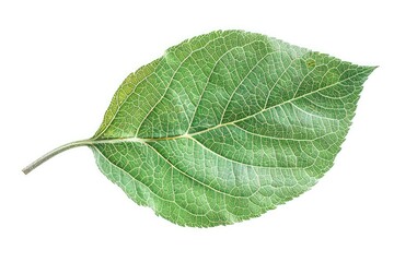 Obraz premium A close-up view of a vibrant green leaf, isolated on a white background, highlighting its intricate veins