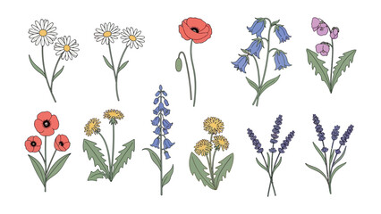 Floral Illustration: a delightful collection of delicately drawn botanical illustrations, each capturing the unique beauty and delicate details of various blossoms.