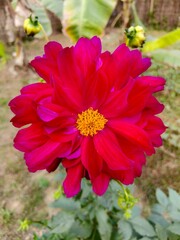 Beautiful red dahlia flower