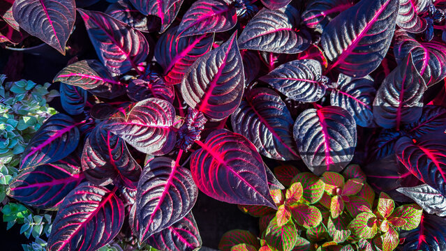 plant Iresine herbstii, commonly known as the bloodleaf plant or beefsteak plant