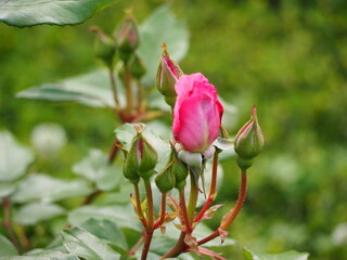 ピンクのバラ　夢香　つぼみ