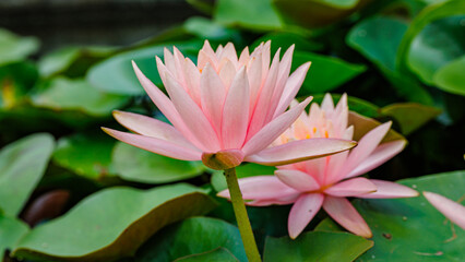 Fototapeta premium Pink water lilies bloom gracefully on green lily pads in a serene pond setting