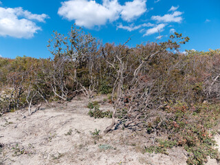 Dry trees with bare branches on a rocky hillside under blue sky. Natural arid landscape