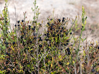 Small black wild berries growing on a mountain hillside, similar to crowberry, natural vegetation in a coastal landscape under summer light